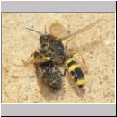 Mellinus arvensis - Kotwespe w05 mit Fliege.jpg